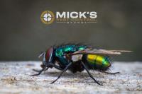 Mick's Flies Control Sydney image 7